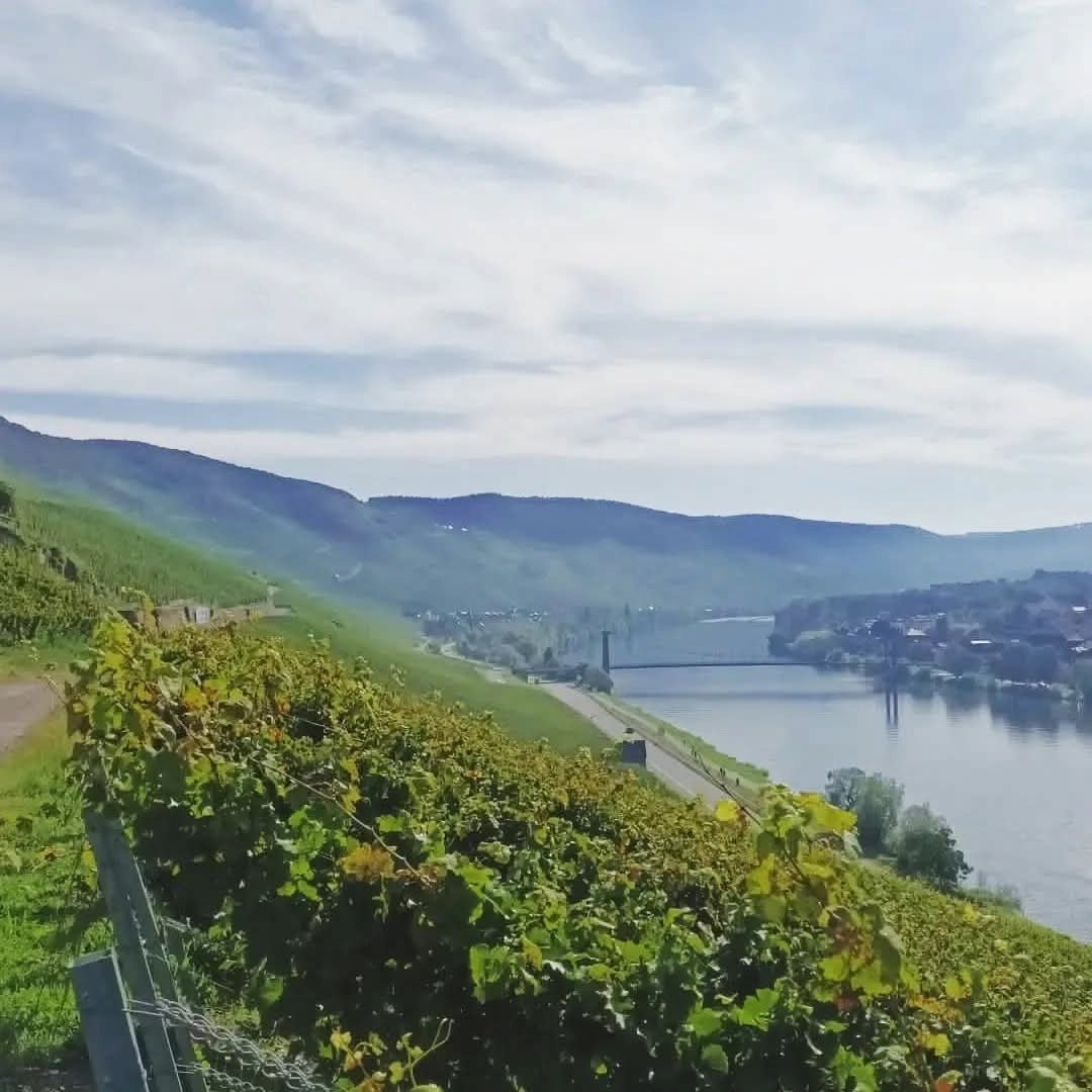Max Ferdinand Richter Graacher Himmelreich Riesling Auslese - Latitude Wine & Liquor Merchant