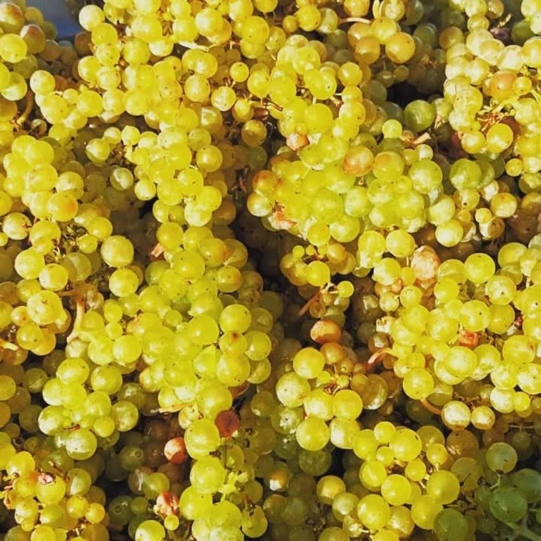Max Ferdinand Richter Graacher Himmelreich Riesling Auslese - Latitude Wine & Liquor Merchant