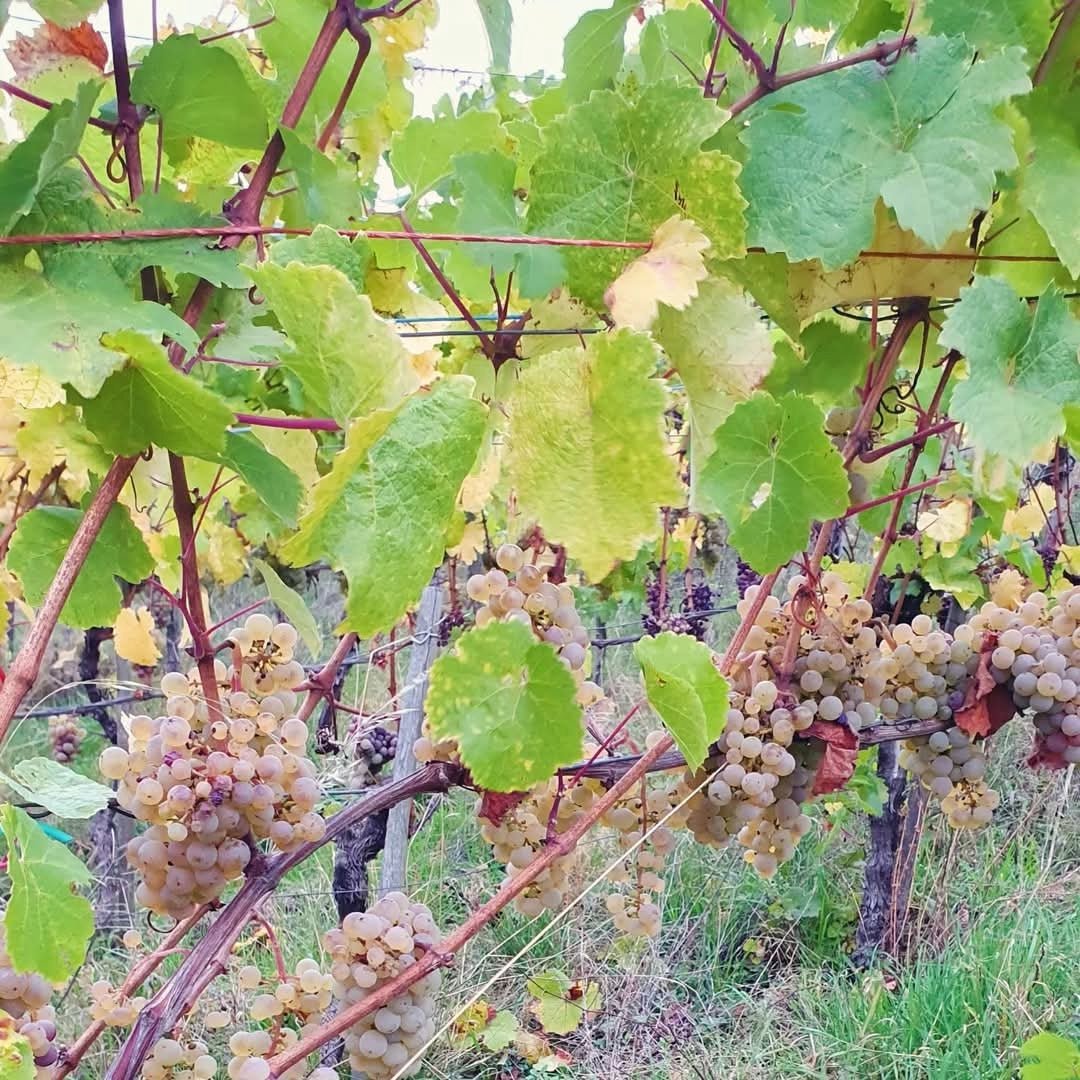 Max Ferdinand Richter Graacher Himmelreich Riesling Auslese - Latitude Wine & Liquor Merchant