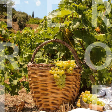 Metaxa Ouzo - Latitude Wine & Liquor Merchant