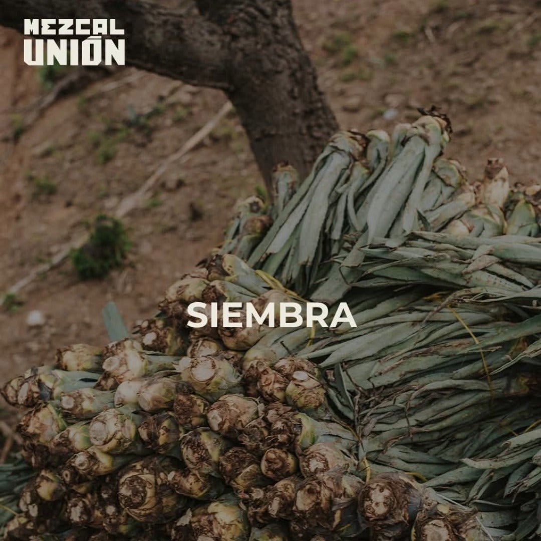 Mezcal Union Uno Joven