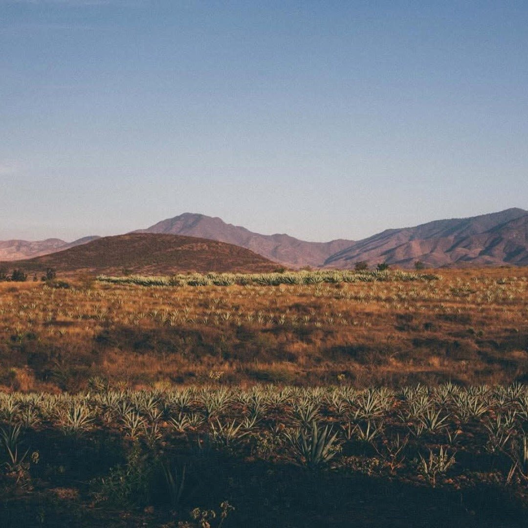 Mezcal Union Uno Joven - Latitude Wine & Liquor Merchant