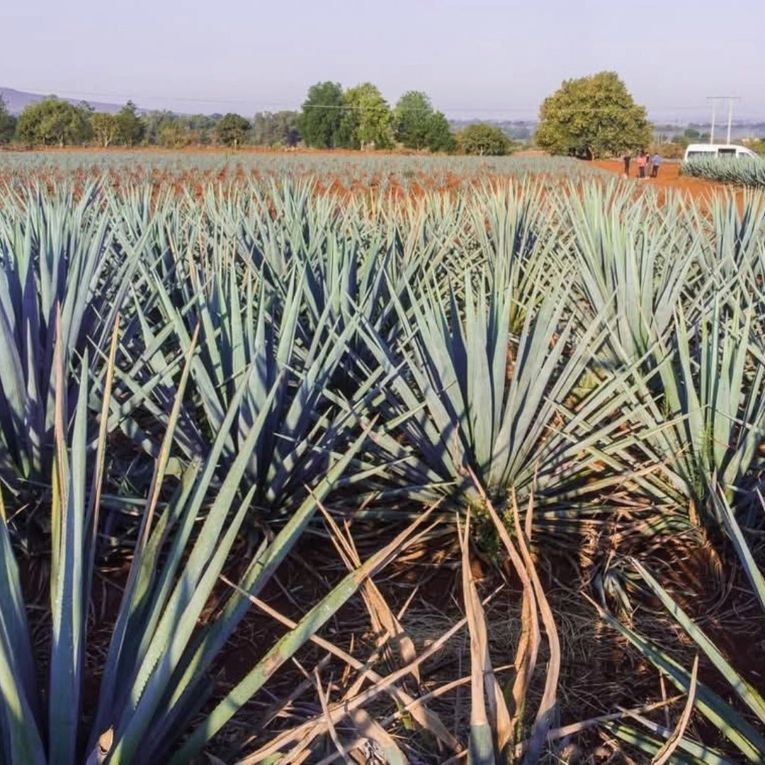 Mijenta Tequila Blanco