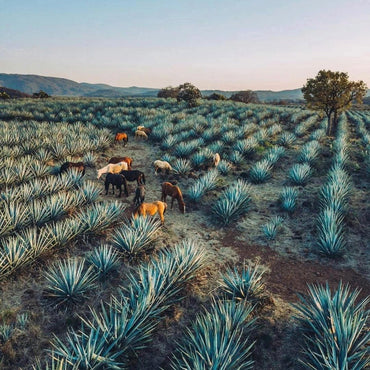 Mijenta Tequila Reposado - Latitude Wine & Liquor Merchant