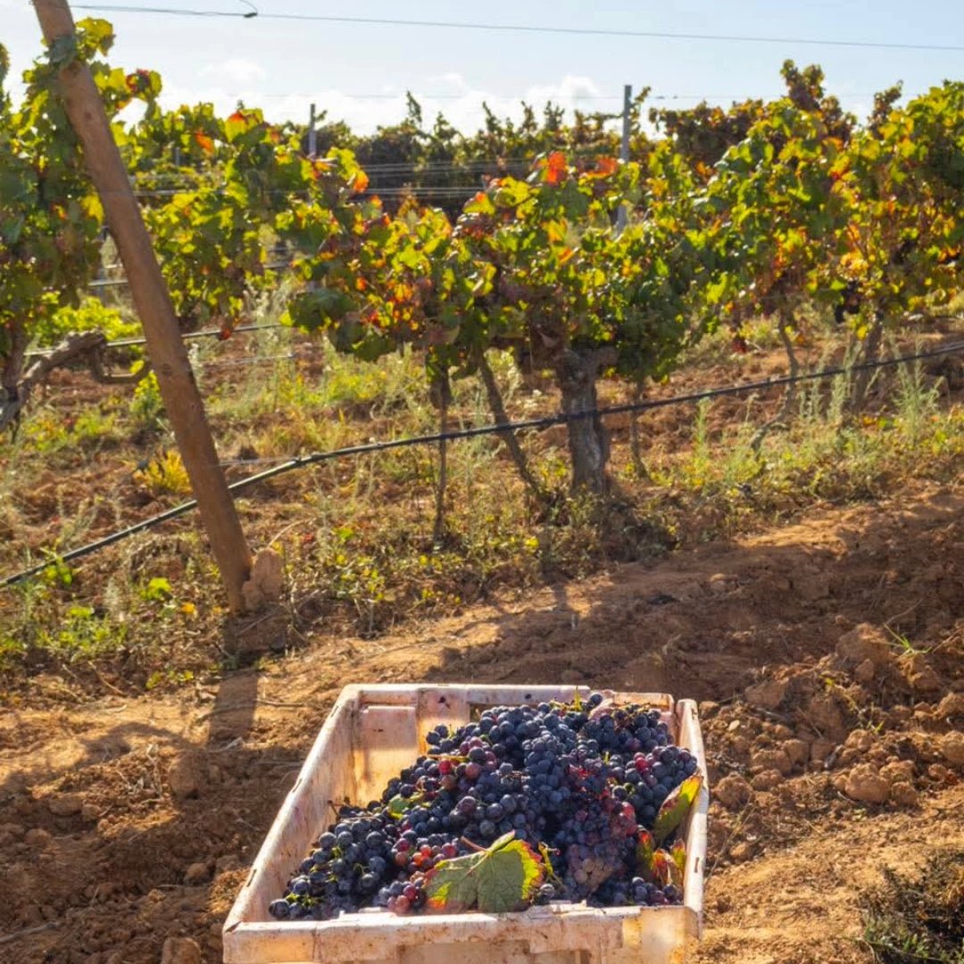 Mingorra Terras d'Uva Tinto - Latitude Wine & Liquor Merchant