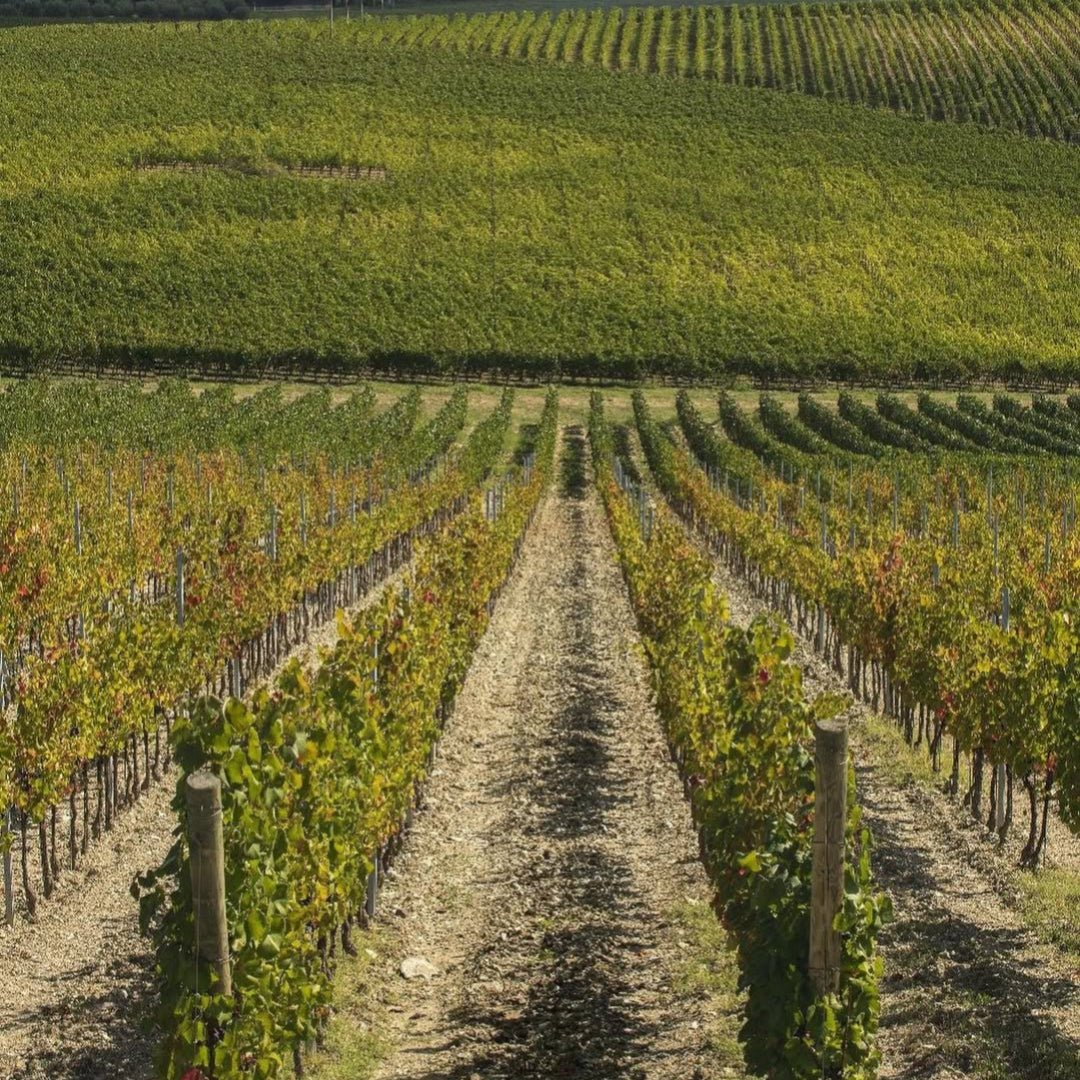 Monte Antico Toscana