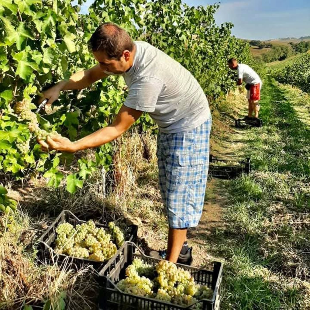 Monte Schiavo Verdicchio dei Castelli di Jesi