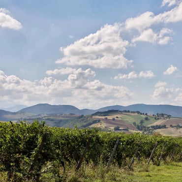 Monte Schiavo Verdicchio Classico Amphora - Latitude Wine & Liquor Merchant