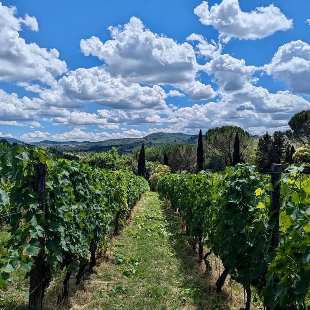 Montecalvi Vermentino - Latitude Wine & Liquor Merchant