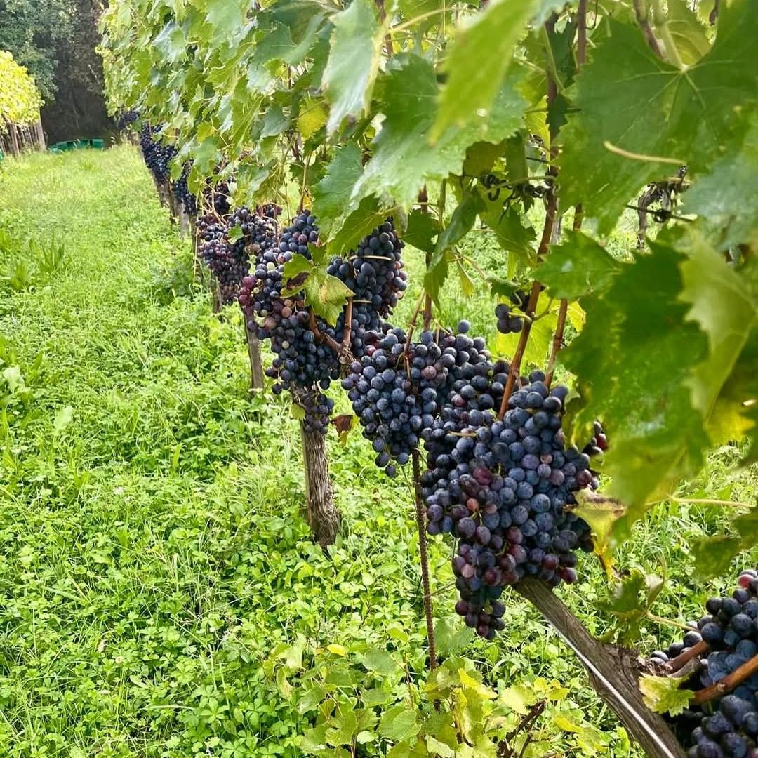 Montecalvi Vermentino - Latitude Wine & Liquor Merchant