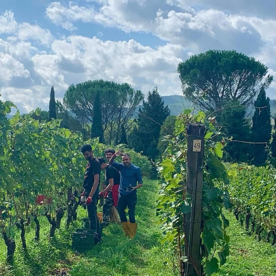 Montecalvi Vermentino - Latitude Wine & Liquor Merchant