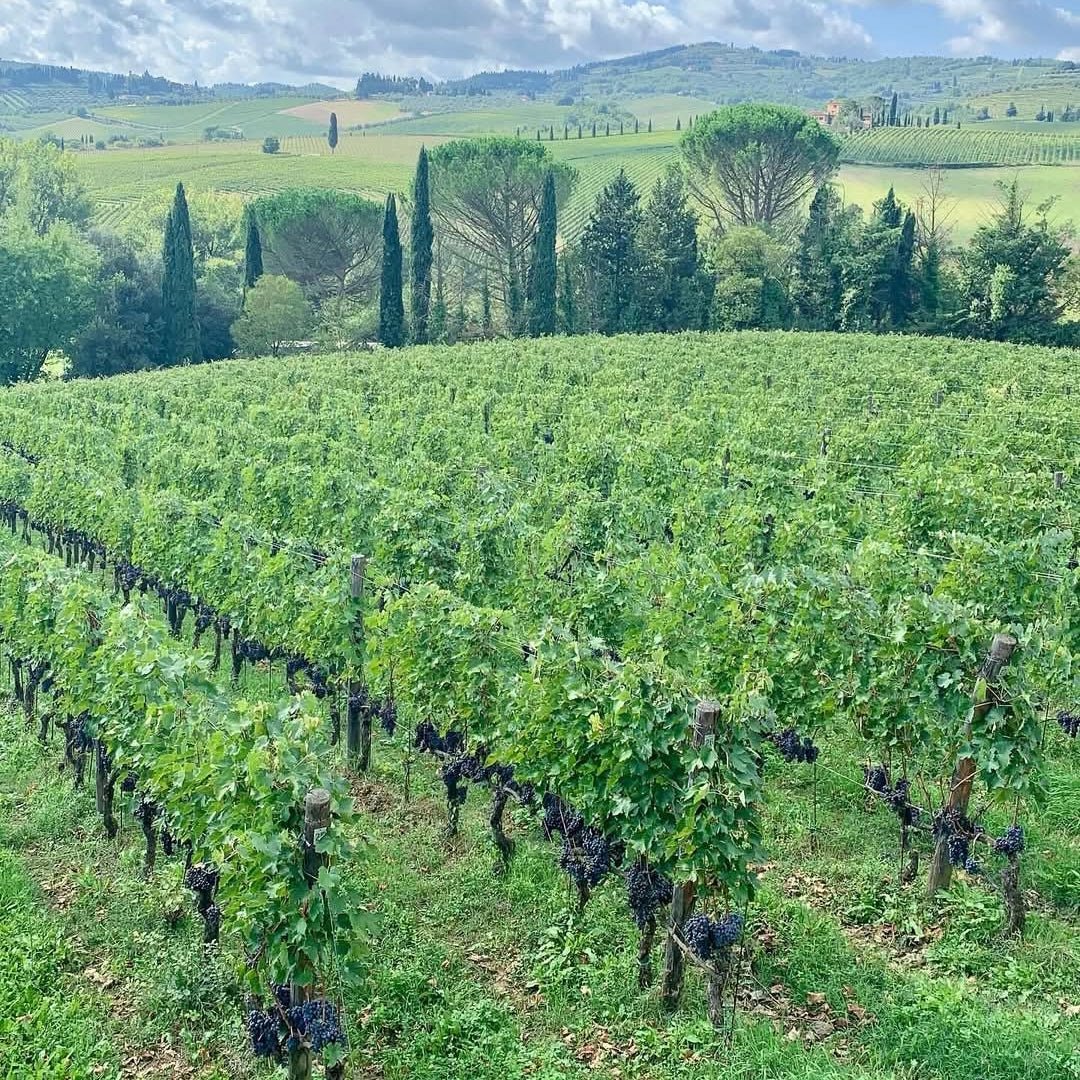 Montecalvi Vermentino - Latitude Wine & Liquor Merchant
