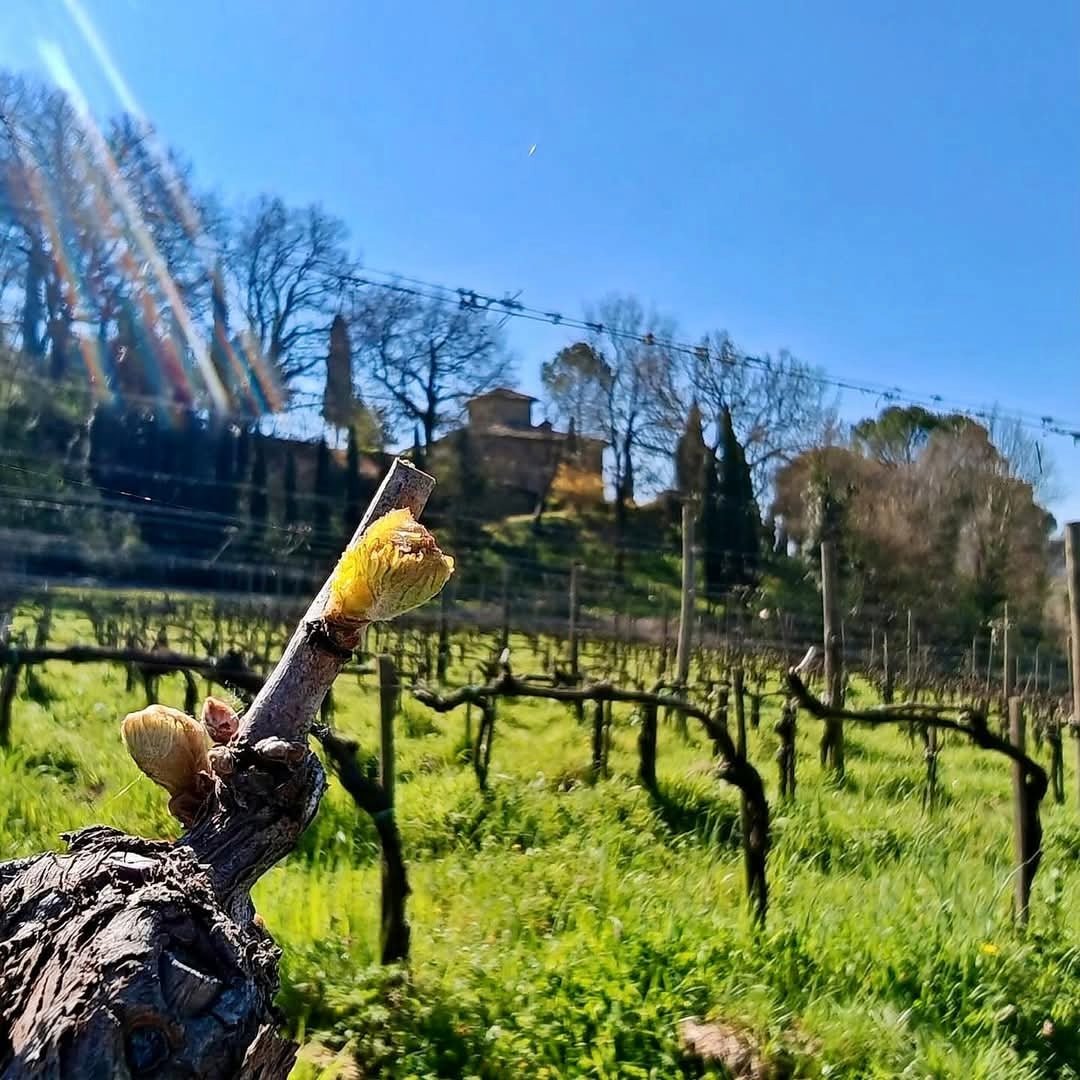 Montecalvi Vermentino - Latitude Wine & Liquor Merchant