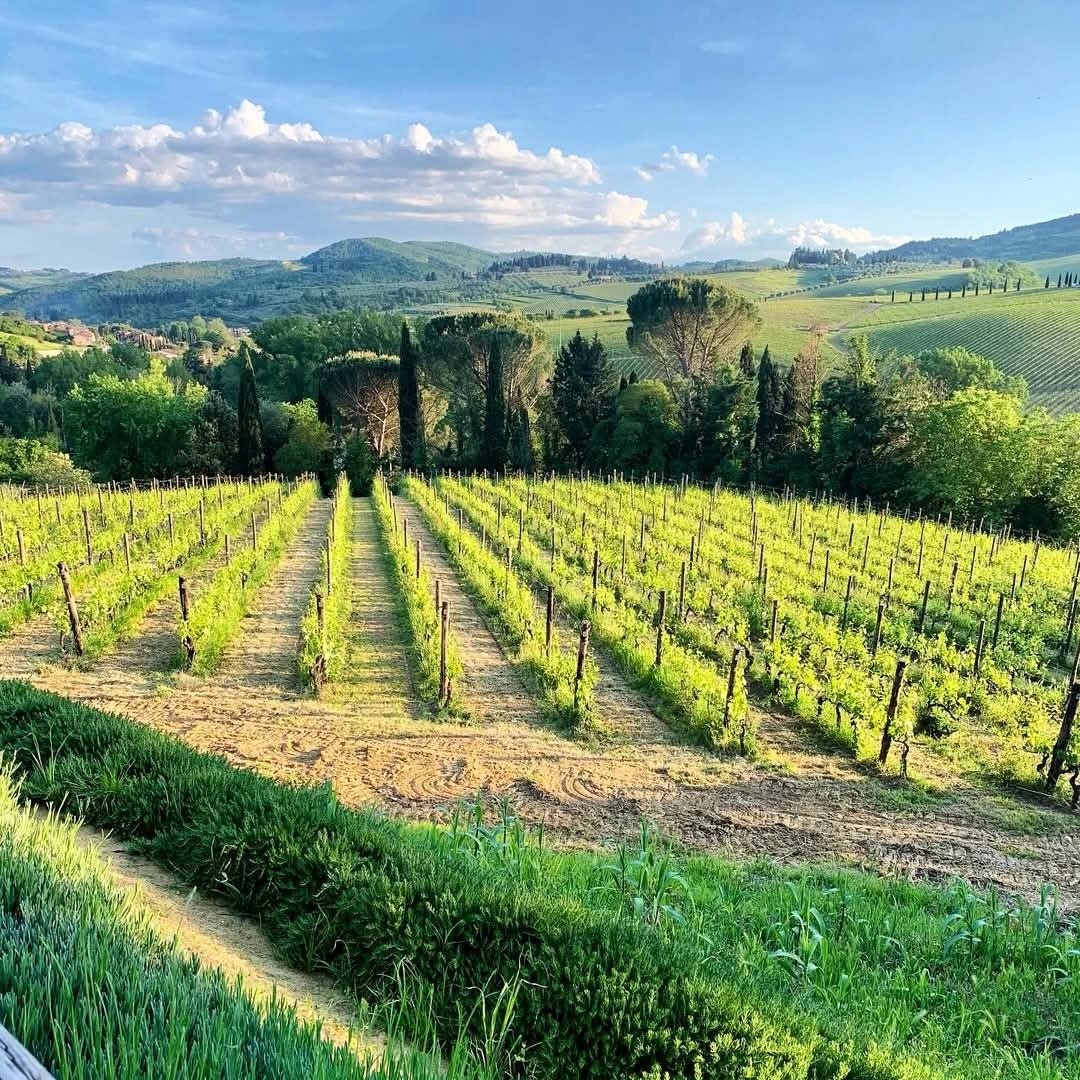 Montecalvi Vermentino - Latitude Wine & Liquor Merchant