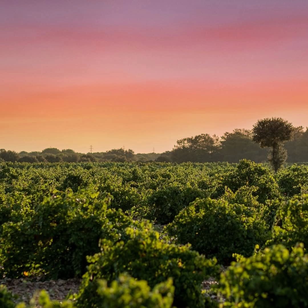 Naiades Barrel Fermented Verdejo - Latitude Wine & Liquor Merchant