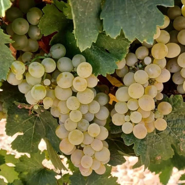 Naiades Barrel Fermented Verdejo - Latitude Wine & Liquor Merchant