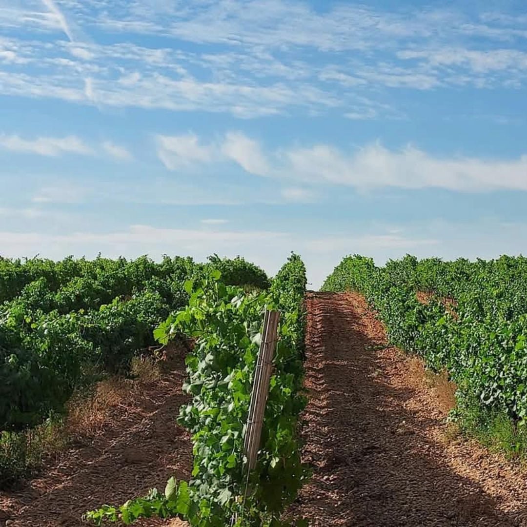 Naiades Barrel Fermented Verdejo