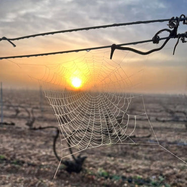 Naiades Barrel Fermented Verdejo - Latitude Wine & Liquor Merchant