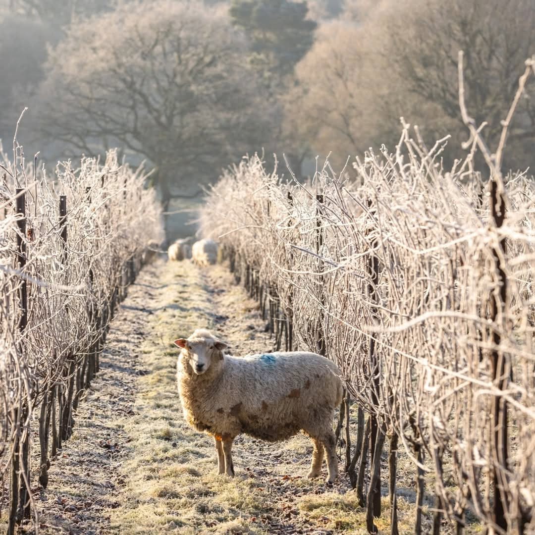 Nyetimber Classic Cuvee - Latitude Wine & Liquor Merchant
