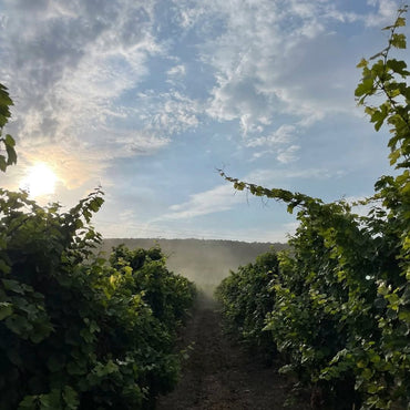 Odessos Urban Winery A Divine Pet Nat Riesling - Latitude Wine & Liquor Merchant