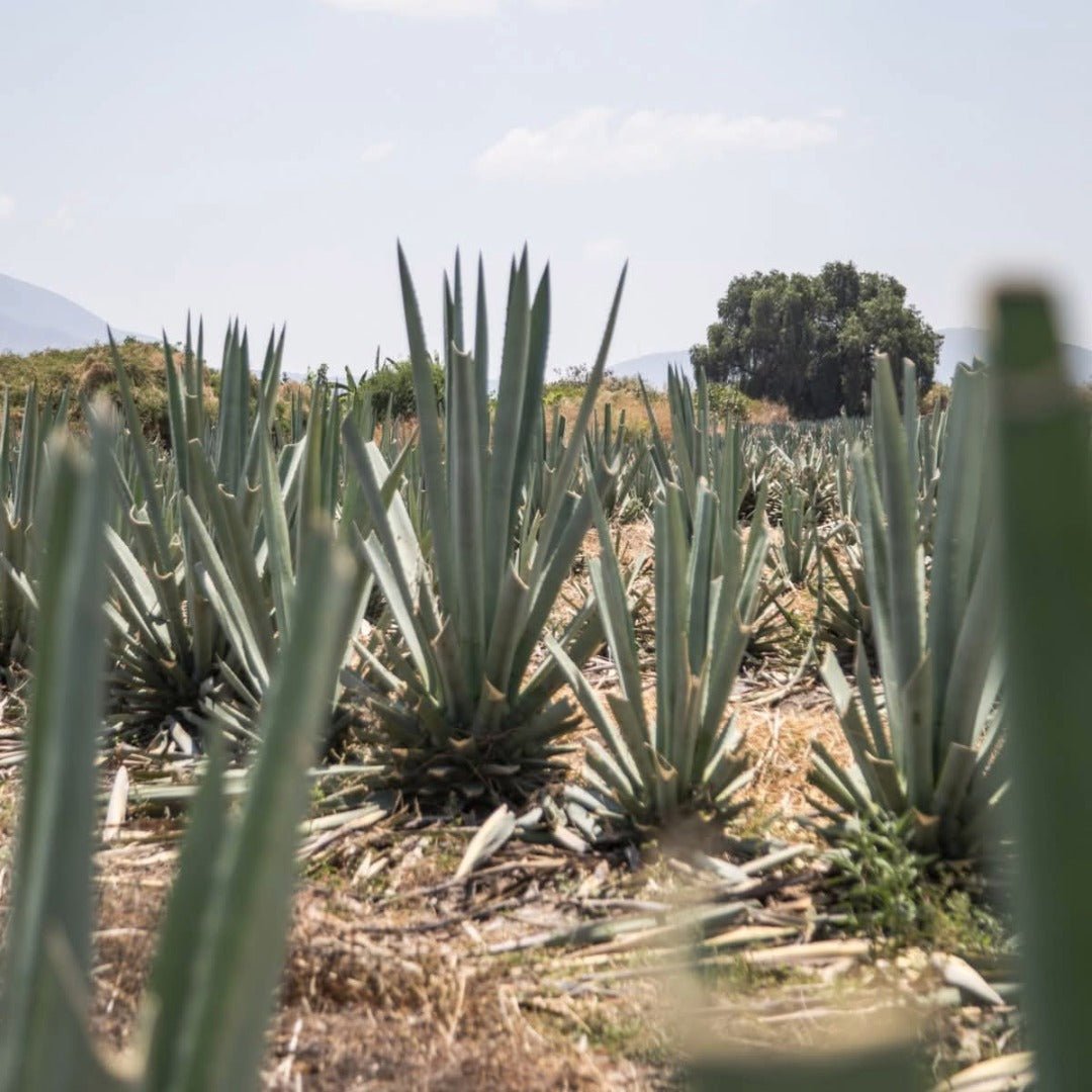 Ojo De Tigre Mezcal Blanco - Latitude Wine & Liquor Merchant