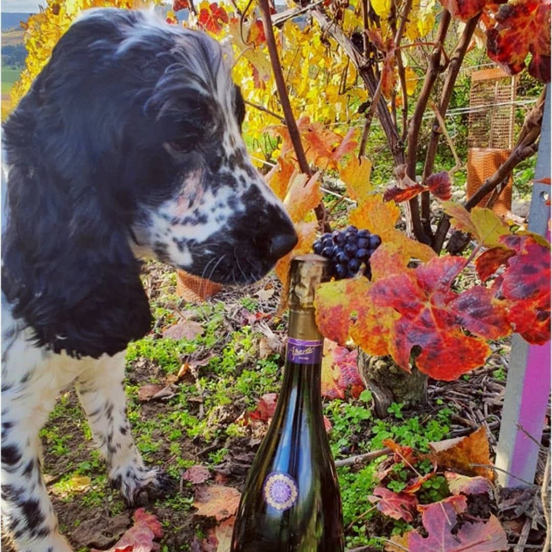 Olivier Pere Et Fils Cuvee Origine Brut Champagne - Latitude Wine & Liquor Merchant
