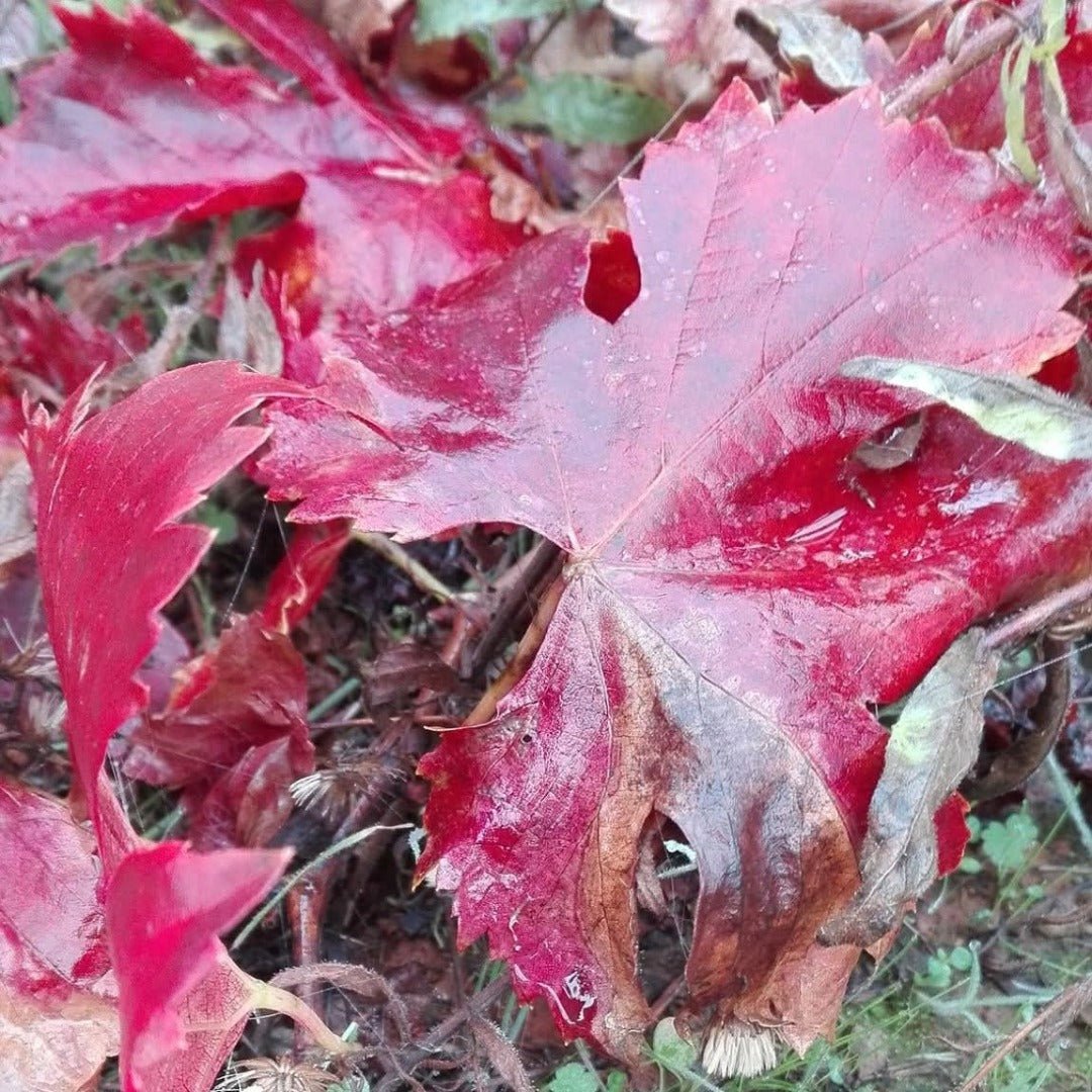 Oncedo Ribas Del Cua Bierzo
