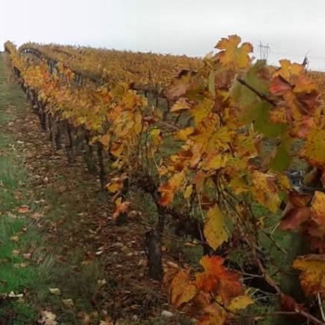 Oncedo Ribas Del Cua Bierzo - Latitude Wine & Liquor Merchant