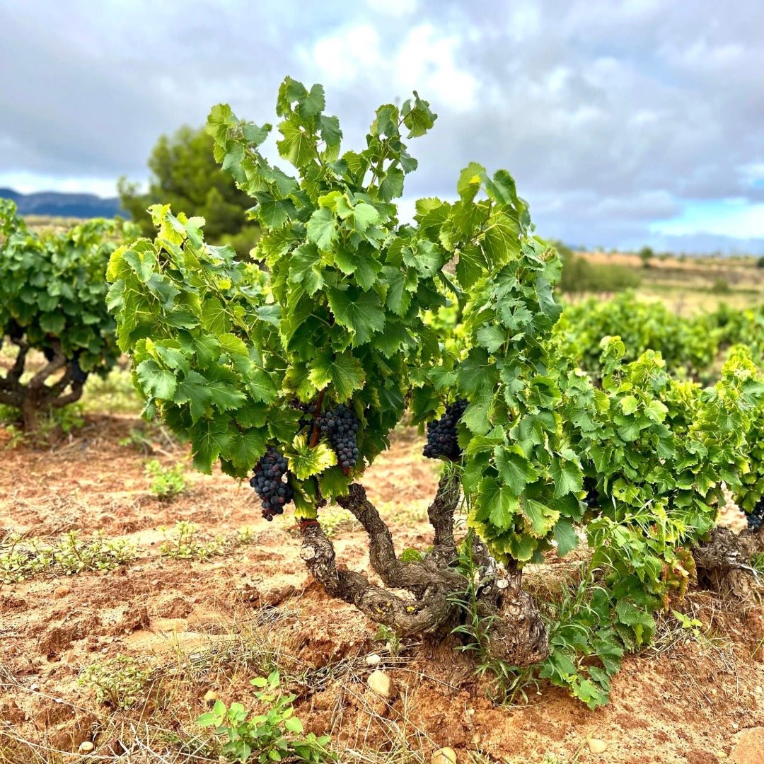 Ontanon Vetiver Rioja Blanco - Latitude Wine & Liquor Merchant