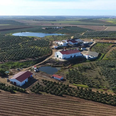 Paco Do Conde Alicante Bouschet - Latitude Wine & Liquor Merchant