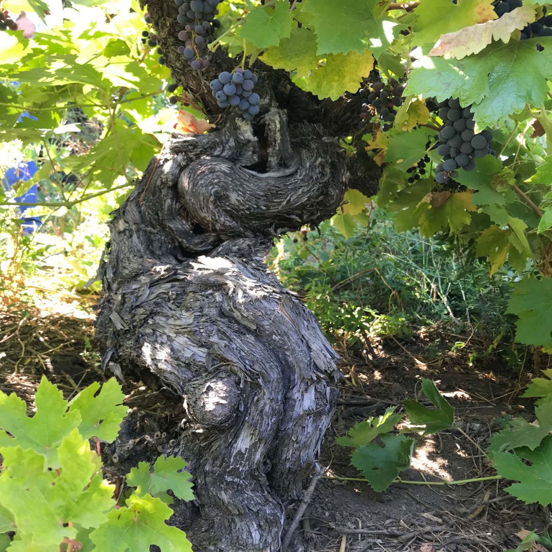 Pedro Parra 'Vinista' Itata Valley Pais (Mission)