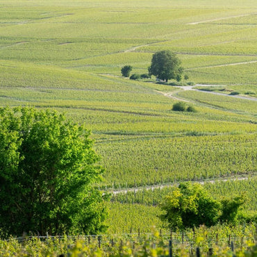 Perrier - Jouet Belle Epoque - Latitude Wine & Liquor Merchant