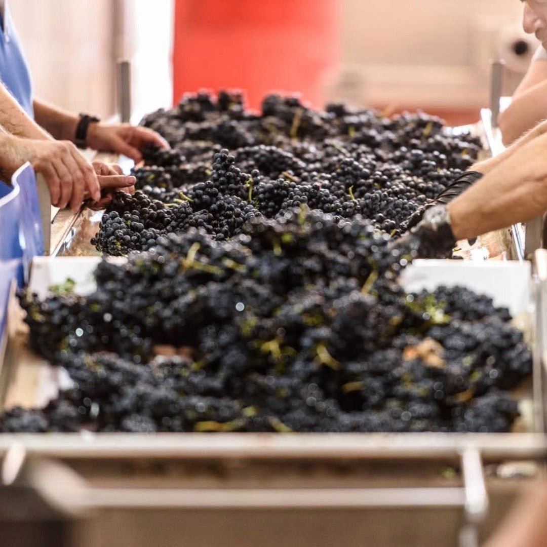 Piedra Prohibida Garnacha - Latitude Wine & Liquor Merchant
