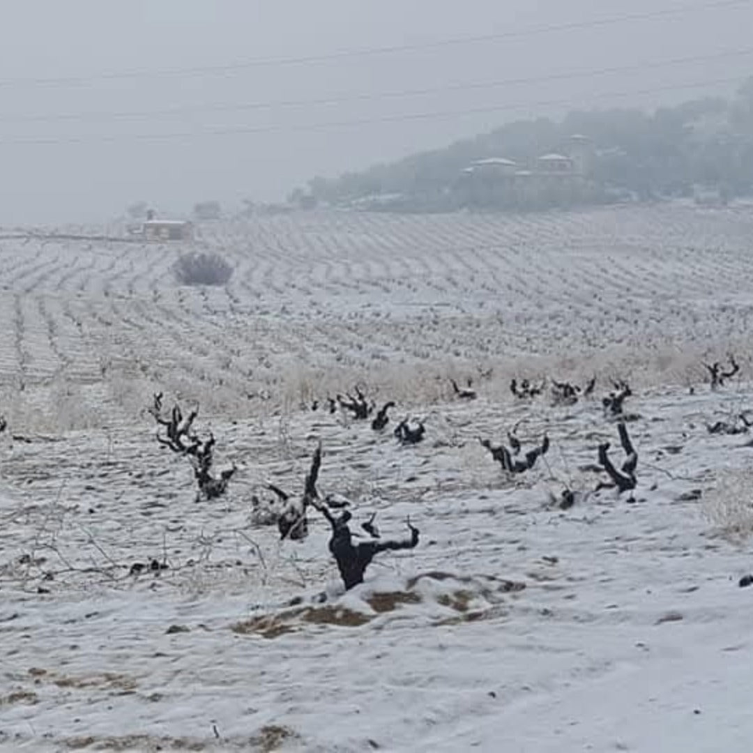 Piedra Prohibida Garnacha