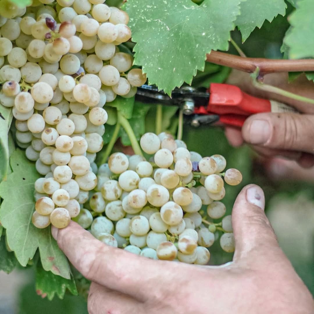 Pieropan - Soave Classico La Rocca - Latitude Wine & Liquor Merchant