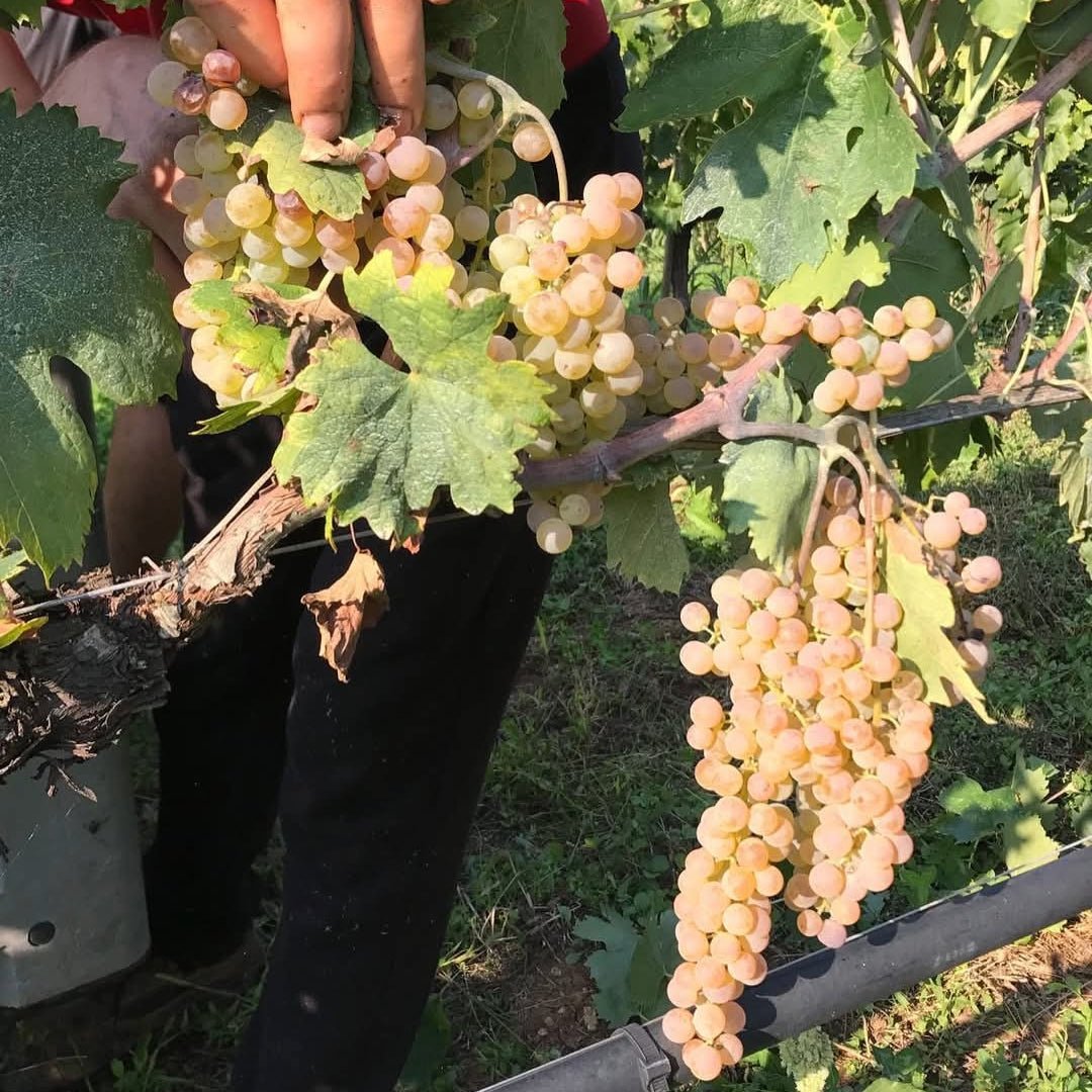 Pieropan - Soave Classico La Rocca - Latitude Wine & Liquor Merchant