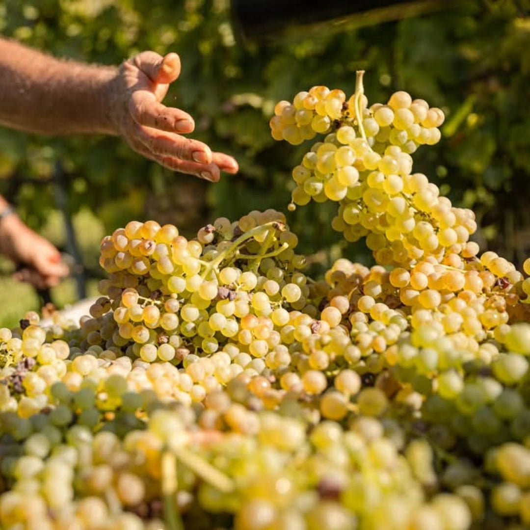 Pieropan - Soave Classico La Rocca - Latitude Wine & Liquor Merchant