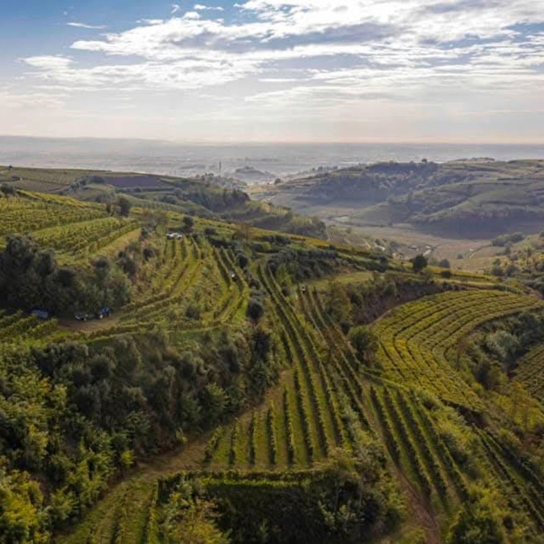 Pieropan - Soave Classico La Rocca - Latitude Wine & Liquor Merchant