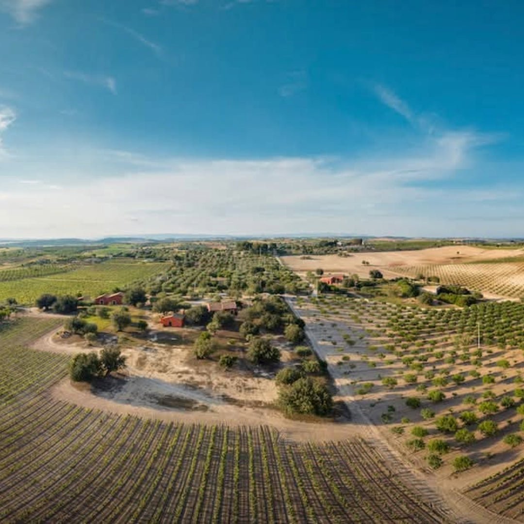 Planeta Chardonnay - Latitude Wine & Liquor Merchant