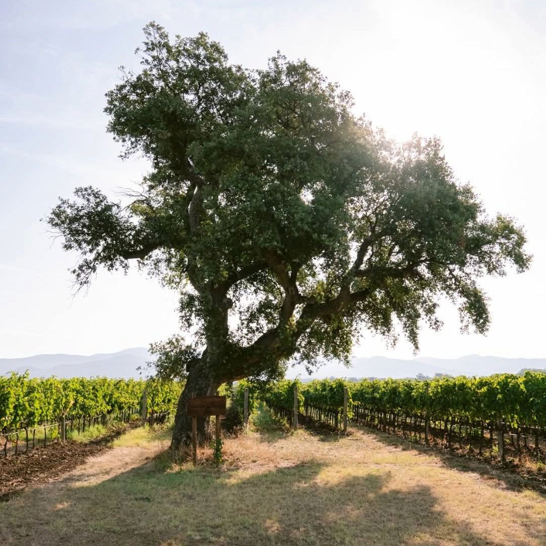 Poggio Al Tesoro Bolgheri Il Seggio - Latitude Wine & Liquor Merchant