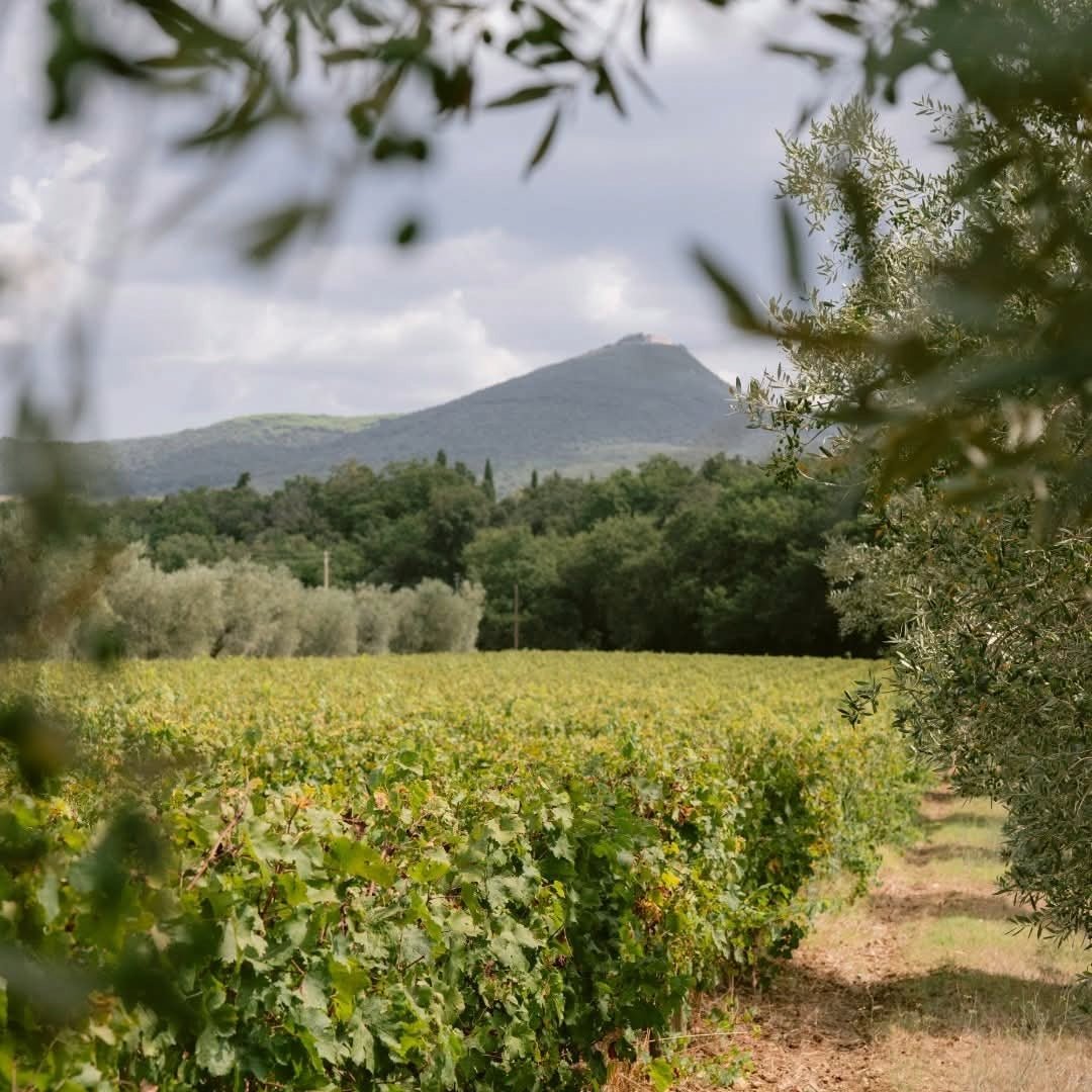 Poggio Al Tesoro Bolgheri Il Seggio - Latitude Wine & Liquor Merchant