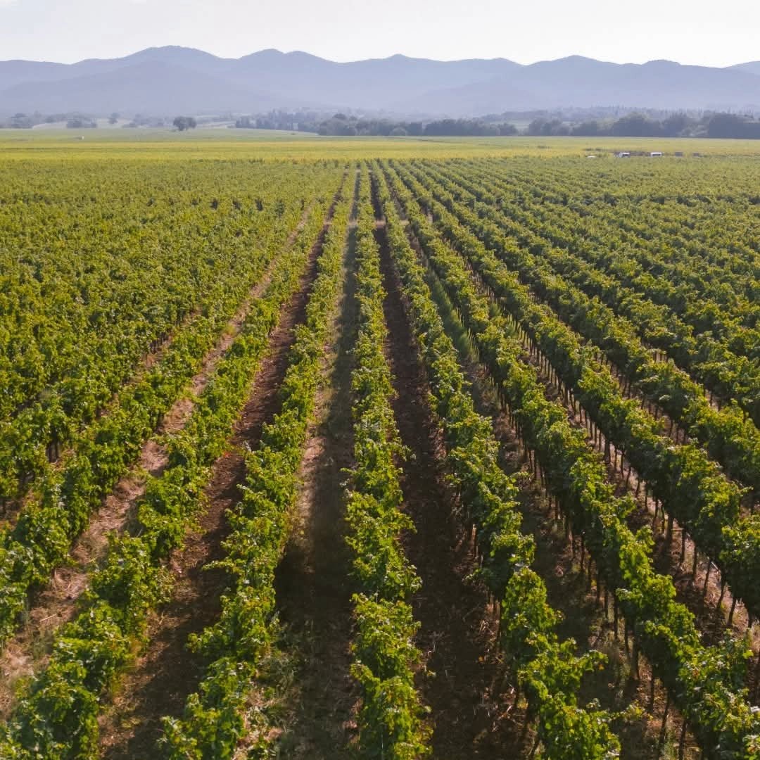Poggio Al Tesoro Bolgheri Il Seggio - Latitude Wine & Liquor Merchant