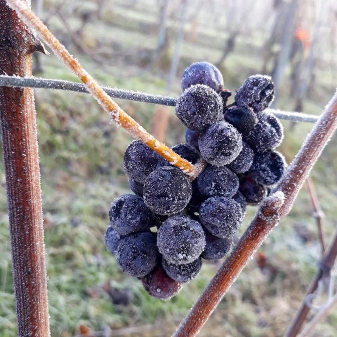 Principiano Langhe Nebbiolo Coste - Latitude Wine & Liquor Merchant