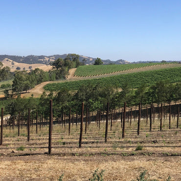 Protero Adelaide Hills Nebbiolo - Latitude Wine & Liquor Merchant