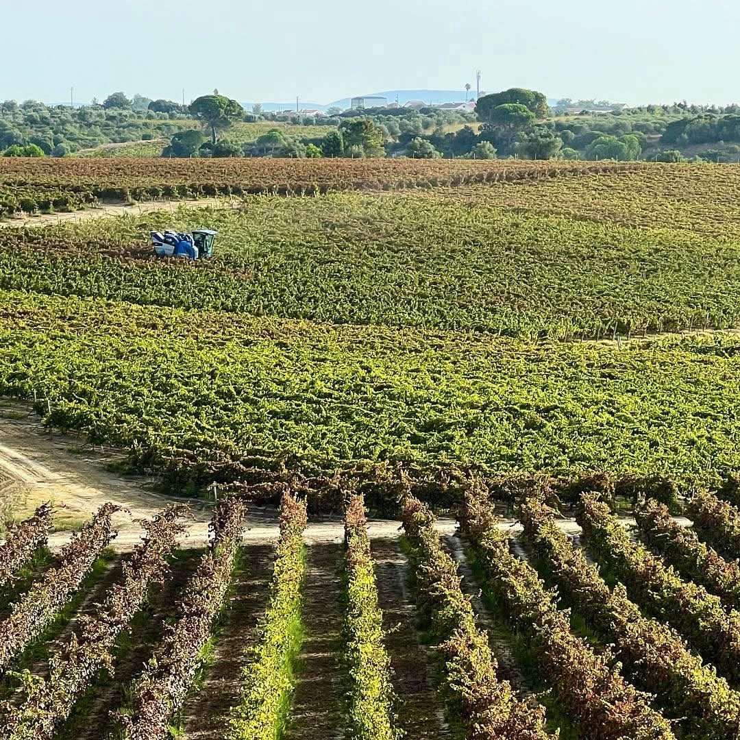 Quinta Da Lapa Retro Fernao Pirao - Latitude Wine & Liquor Merchant