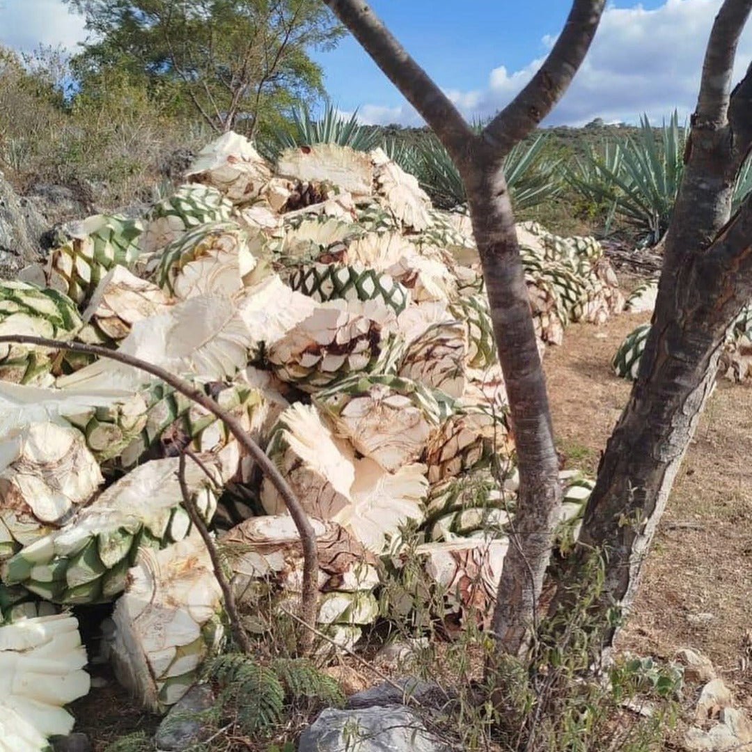 Quiquiriqui Espadin - Latitude Wine & Liquor Merchant