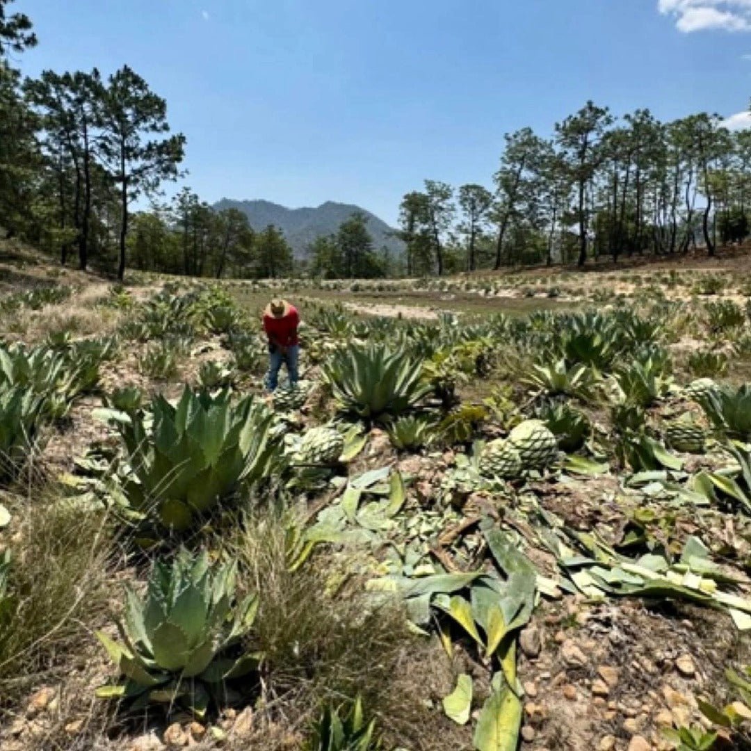 Quiquiriqui Espadin - Latitude Wine & Liquor Merchant