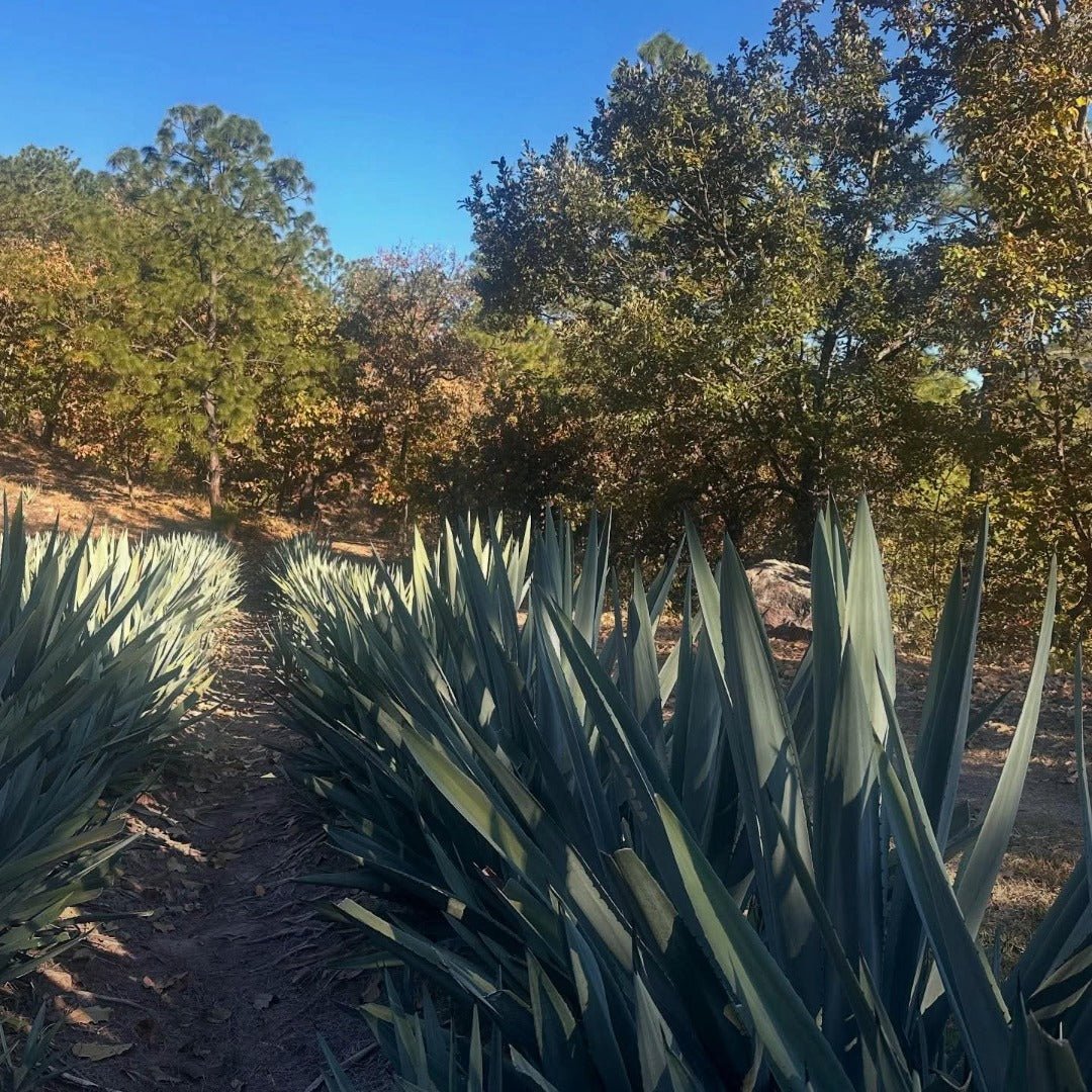 Quiquiriqui Espadin - Latitude Wine & Liquor Merchant