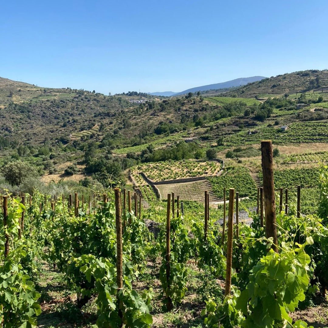 Rafael Palacios Louro Godello - Latitude Wine & Liquor Merchant