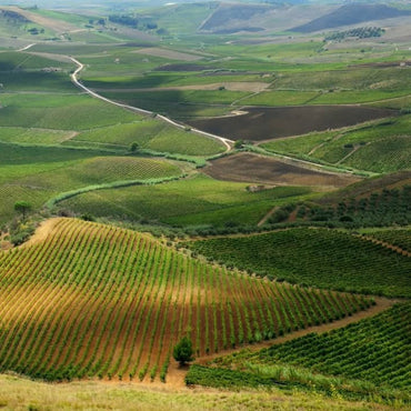 Rallo Vicoletto Catarratto Orange Wine - Latitude Wine & Liquor Merchant